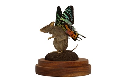 Lot 29 - TAXIDERMY: A FLUTTER-MOUSE IN GLASS DOME