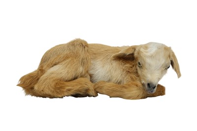 Lot 10 - TAXIDERMY: A RECUMBENT KID GOAT
