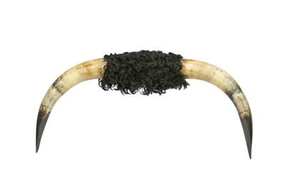 Lot 56 - TAXIDERMY: BULLHORNS, 19TH CENTURY