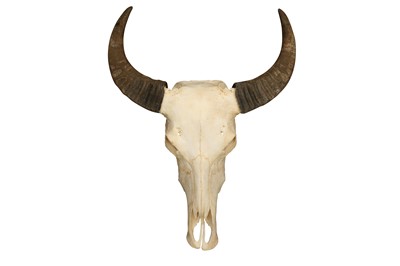 Lot 51 - TAXIDERMY: WATER BUFFALO(BUBALUS BUBALIS) UPPER SKULL WITH HORNS