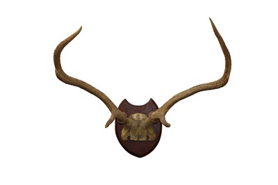 Lot 93 - TAXIDERMY:A PAIR OF RED STAG ANTLERS