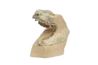 Lot 297 - FOSSIL: OREODONT SKULL IN ORIGINAL MATRIX