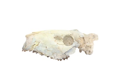 Lot 293 - AN OREODONT SKULL