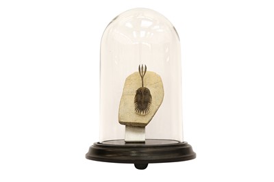 Lot 308 - FOSSIL: A SUPERB SPECIMEN OF WALLISEROPS TRILOBITE IN GLASS DOME