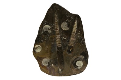 Lot 307 - NATURAL HISTORY: A FOSSIL SLAB OF GONIATITE AMMONITES AND ORTHOCERAS
