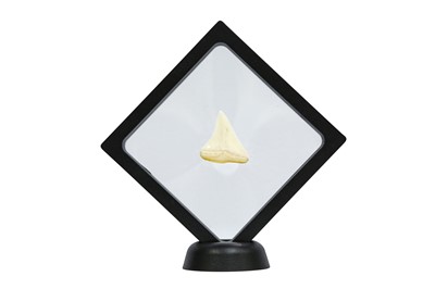 Lot 110 - TAXIDERMY/ NATURAL HISTORY: A SPECIMEN OF A GREAT WHITE SHARK ( CARCHARODON CARCHARIAS) TOOTH