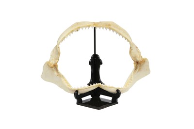 Lot 109 - TAXIDERMY/NATURAL HISTORY: BULL SHARK (CARCHARHINUS LEUCAS) JAWS