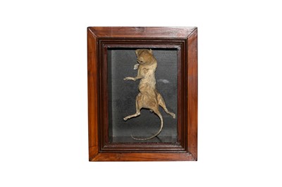 Lot 27 - TAXIDERMY/ NATURAL HISTORY: MUMMIFIED SQUIRREL