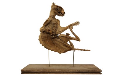 Lot 5 - TAXIDERMY/ NATURAL HISTORY: A MUMMIFIED CAT