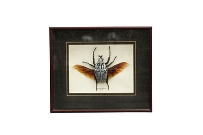Lot 97 - TAXIDERMY/ ENTOMOLOGY: GOLIATH BEETLE(GOLIATH ORIENTALIS)