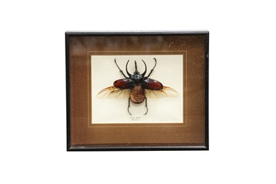 Lot 100 - TAXIDERMY/ ENTOMOLOGY : AN ATLAS BEETLE, (CHALCOSAMA ATLAS)