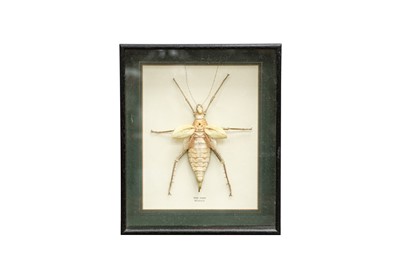 Lot 98 - TAXIDERMY/ ENTOMOLOGY: A TREE NYMPH (HETEROPTERYX DILATATA)