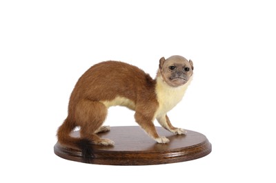 Lot 11 - TAXIDERMY: 'MAN-FACED STOAT' (MUSTELA SAPIENS)