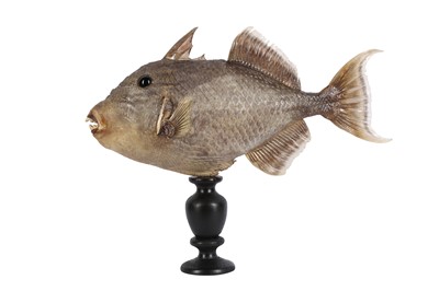 Lot 360 - TAXIDERMY: TRIGGERFISH ( FAMILY BALISTIDAE)