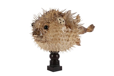 Lot 2 - TAXIDERMY: PORCUPINE FISH, AKA PUFFERFISH OR BLOWFISH