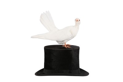 Lot 68 - TAXIDERMY:'A MAGICIAN'S ASSISTANT' WHITE DOVE ON TOP HAT