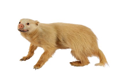 Lot 12 - TAXIDERMY: A RARE LEUCISTIC EUROPEAN BADGER(MELES MELES), MID 20TH CENTURY
