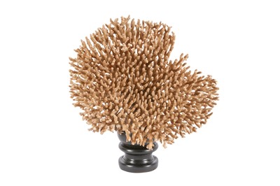Lot 303 - NATURAL HISTORY: A CORAL SPECIMEN ( ACROPORA SP.)