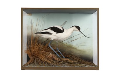 Lot 127 - TAXIDERMY: AN AVOCET (RECURVIROSTRA AVOSETTA) IN CASE BY DAVID KENINGALE