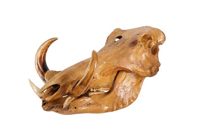 Lot 49 - TAXIDERMY/ OSTEOLOGY: COMMON WARTHOG(PHACOCHOERUS AFRICANUS) SKULL