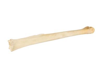 Lot 50 - TAXIDERMY/ NATURAL HISTORY: SOUTHERN GIRAFFE( GIRAFFA GIRAFFA) LEG BONE