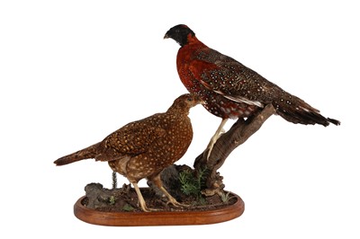 Lot 123 - TAXIDERMY: A PAIR OF SATYR TRAGOPAN (TRAGOPAN SATYRA), LATE 20TH CENTURY