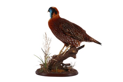Lot 124 - TAXIDERMY: TEMMINCK'S TRAGOPAN (TRAGOPAN TEMMINCKII), LATE 20TH CENTURY