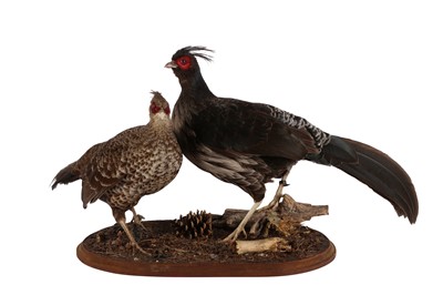 Lot 128 - TAXIDERMY PAIR OF KALIJ PHEASANT (LOPHURA LEUCOMELANOS) LATE 20TH CENTURY