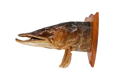 Lot 358 - TAXIDERMY: UNUSUAL NORTHERN PIKE (ESOX LUCIUS) TROPHY HEAD ON SHIELD