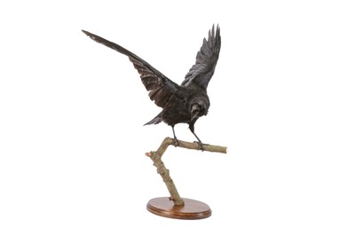 Lot 70 - TAXIDERMY: CARRION CROW(CORVUS CORONE), MODERN