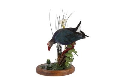Lot 77 - TAXIDERMY: A GREY-HEADED SWAMPHEN (PORPHYRIO POLIOCEPHALUS)
