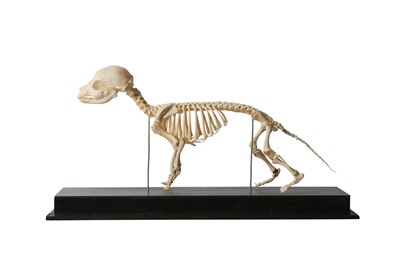 Lot 6 - OSTEOLOGY: GREYHOUND PUPPY SKELETON