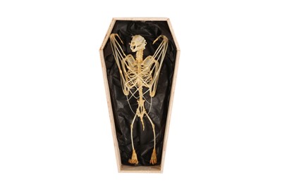 Lot 25 - OSTEOLOGY: DAWN BAT (EONYCTERIS SPELAEA) SKELETON IN COFFIN