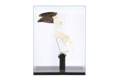 Lot 22 - OSTEOLOGY: TRUMPETER HORNBILL (BYCANISTES BUCINATOR) SKELETON IN GLASS CASE