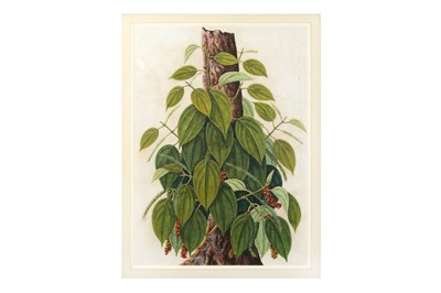 Lot 260 - A COMPANY SCHOOL BOTANICAL STUDY OF A PEPPER PLANT (PIPER NIGRUM)