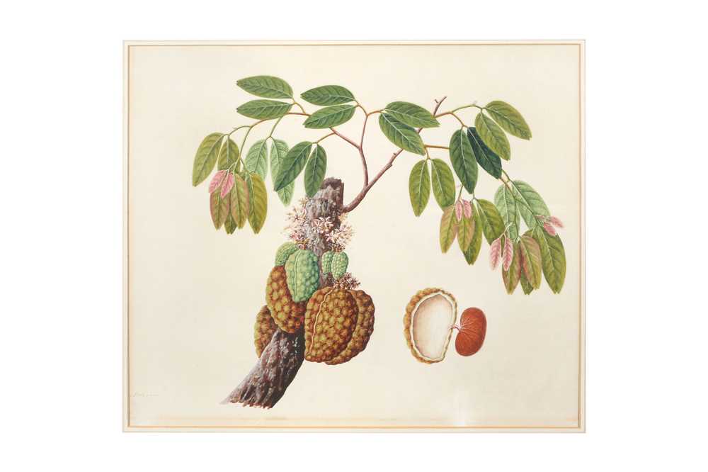 Lot 262 - A COMPANY SCHOOL BOTANICAL STUDY OF A PLANT WITH A CLUSTER OF FRUITS