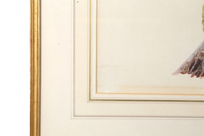 Lot 262 - A COMPANY SCHOOL BOTANICAL STUDY OF A PLANT WITH A CLUSTER OF FRUITS