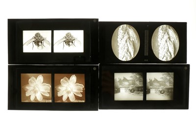 Lot 236 - Photographer Unknown c.1900