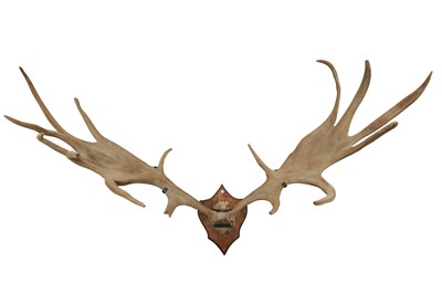 Lot 303 - TAXIDERMY (EXTINCT): A PAIR OF VERY LARGE IRISH ELK (MEGALOCEROS GIGACTEUS) ANTLERS