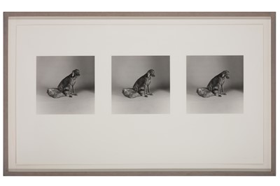 Lot 312 - William Wegman, b.1943