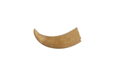 Lot 442 - A SPERM WHALE TOOTH