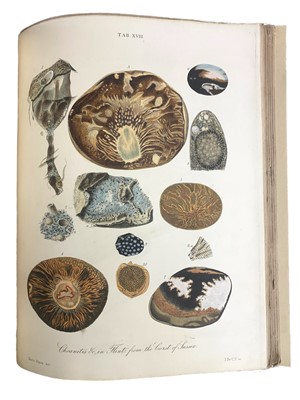 Lot 183 - Fossil Botany.
