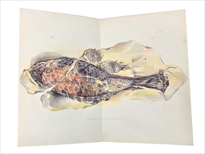 Lot 198 - Palaeontology.- Fossils