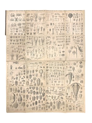 Lot 205 - Salter (J.W.) & Woodward (Henry) A Descriptive Catalogue of all the Genera and Species...