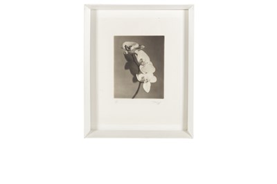 Lot 38 - Peter Dazeley, ORCHID, Platinum Print