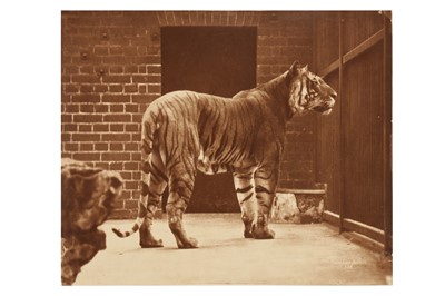 Lot 164 - Gambier Bolton (1854-1929)