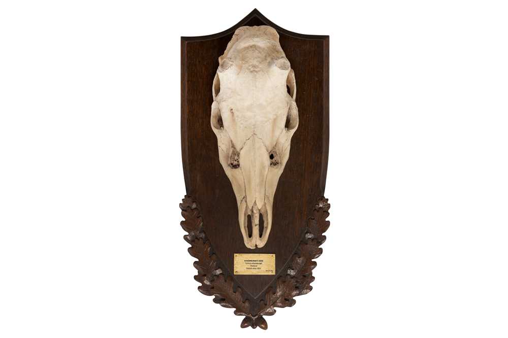 Lot 304 - TAXIDERMY: A CAST OF THE BLONK SCHOMBURGK'S DEER SKULL (CERVUS SCHOMBURGKI)