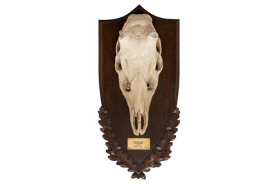 Lot 304 - TAXIDERMY: A CAST OF THE BLONK SCHOMBURGK'S DEER SKULL (CERVUS SCHOMBURGKI)