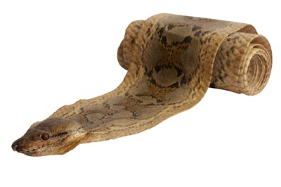 Lot 306 - TAXIDERMY: AN AFRICAN ROCK PYTHON (PYTHON SEBAE) WITH TAXIDERMY HEAD