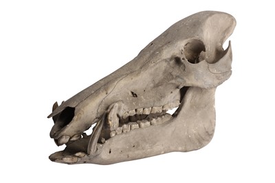 Lot 305 - TAXIDERMY: A BRITISH WILD BOAR SKULL (SUS SCROFA), 17TH CENTURY
